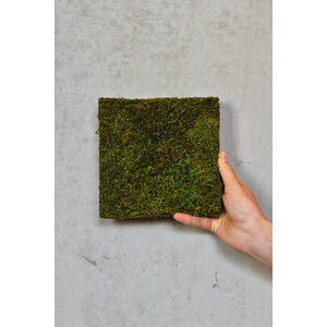 Sample moss wall flat moss