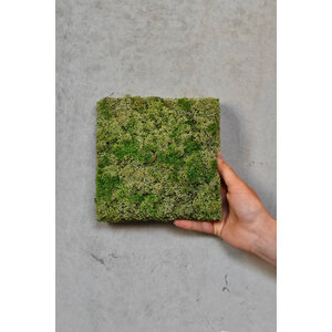 Sample moswand rendiermos