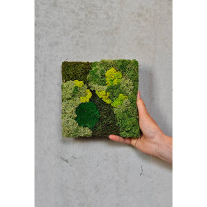 Sample moss wall moss mix