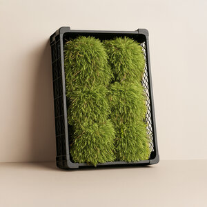 Star moss untreated | The cheapest on the market