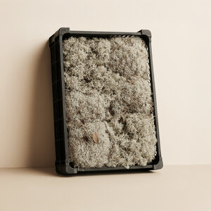 Silver Moss Fresh & Moist | Untreated | Natural Silver