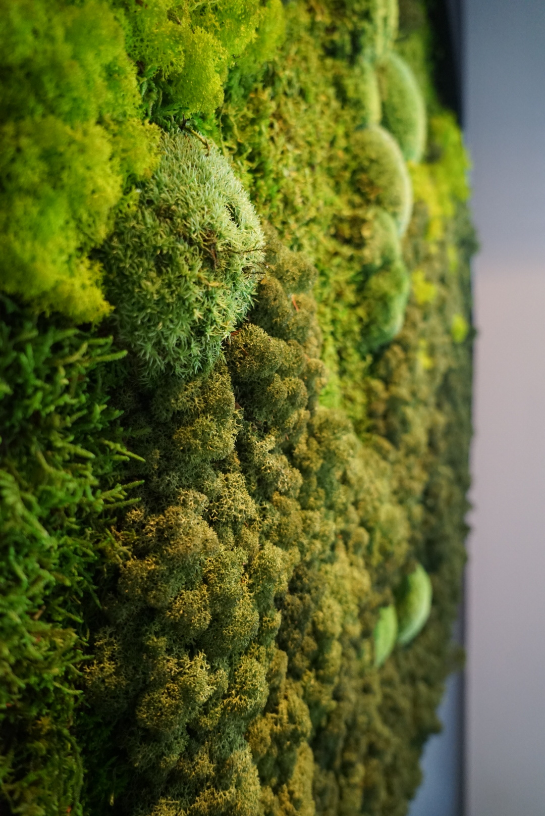 Hoe blijft een moswand groen?