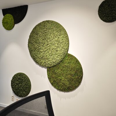 Why does moss sometimes become hard?