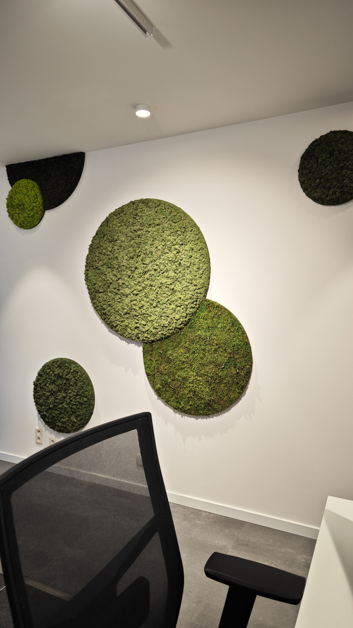 Why does moss sometimes become hard?