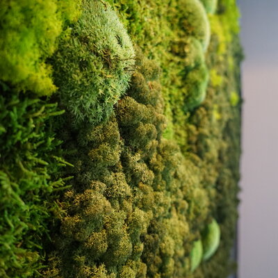 How does a mosswall stay green?