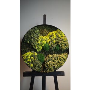 OUTLET Moscirkel mix 60cm met zwarte stalen rand  (1 stuk beschikbaar)