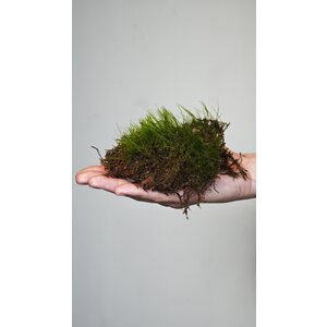 Terrarium mos Plagiothecium