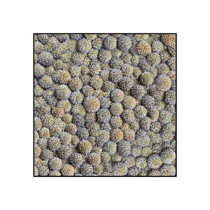 Echinops square  including frame