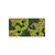 Moss rectangle Vlekova
