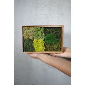 Moss sample box