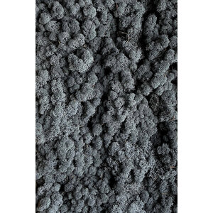 Mos sample rendiermos Antracia