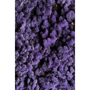 Mos sample rendiermos Purpura
