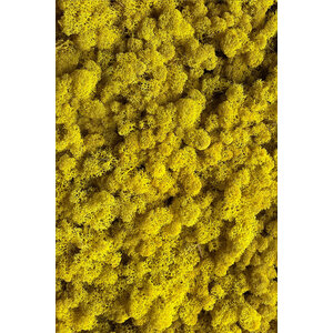 Moss sample reindeer moss Citrea