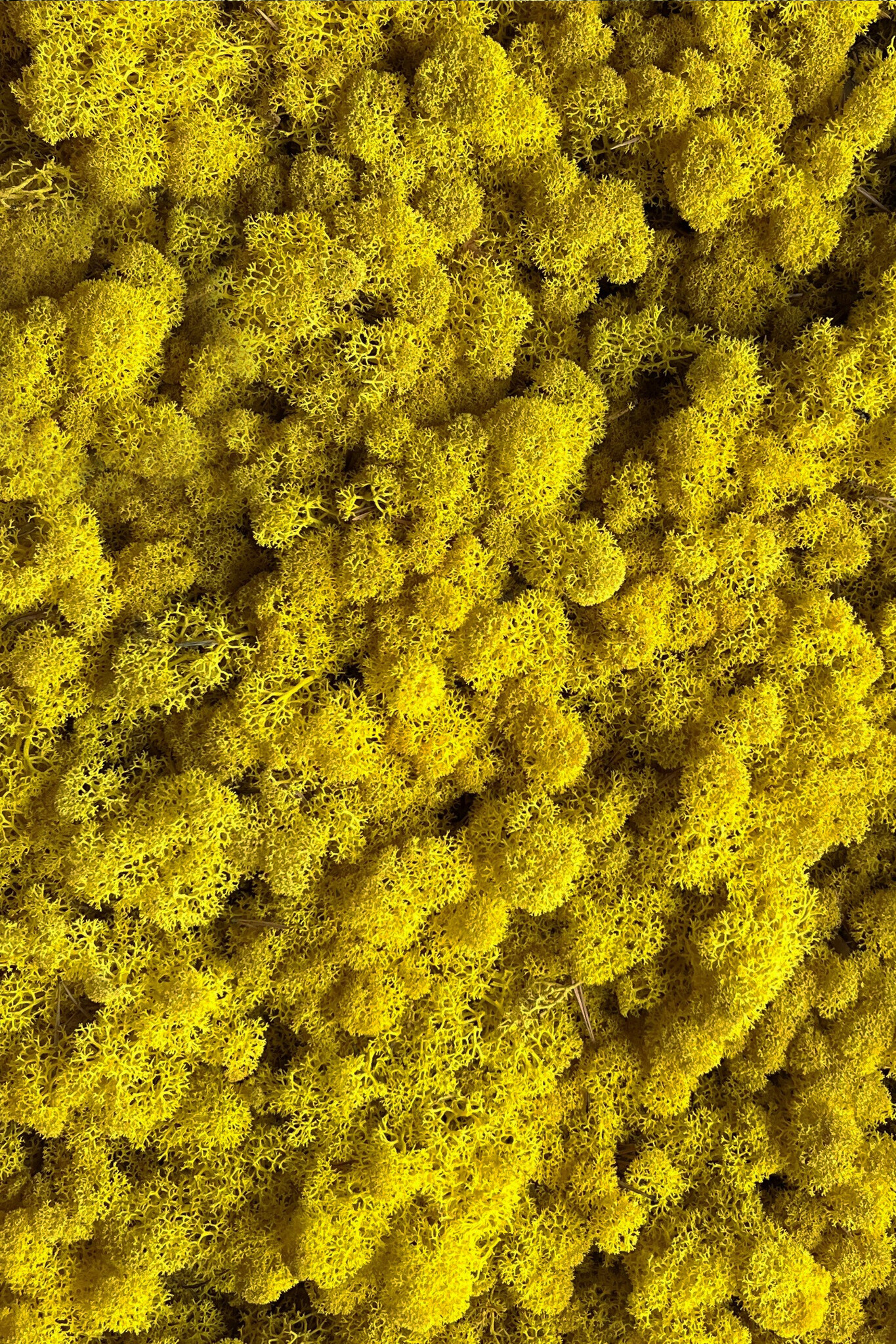 Moss sample reindeer moss Citrea