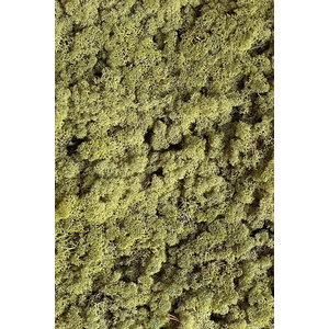 Moss sample reindeer moss Calma