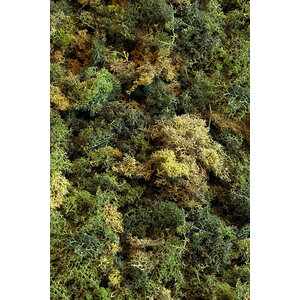 Moss sample ECO moss mix Vetus