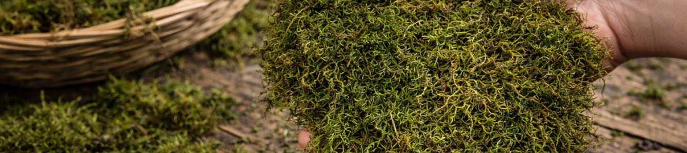 Platmos Mosschilderij 