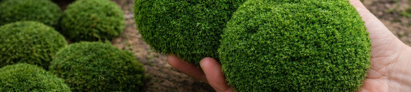 Bolmos mosschilderij balmos 