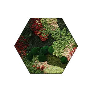 Moshexagon Florielle