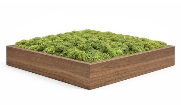 Mosschilderij japandi lijst