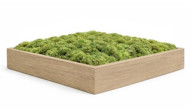 mosschilderij lijst licht noten