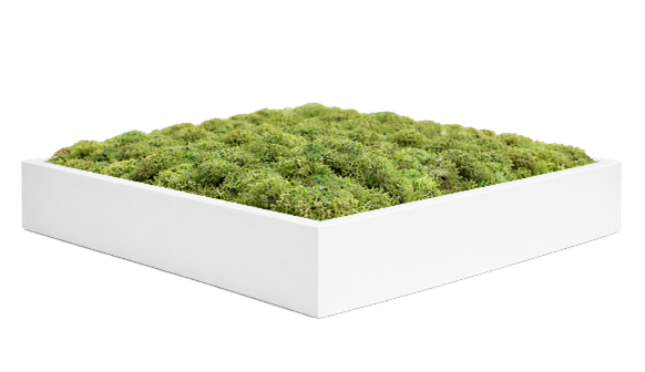 Witte lijst mosschilderij