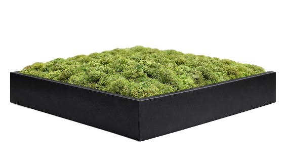 Zwarte lijst mosschilderij