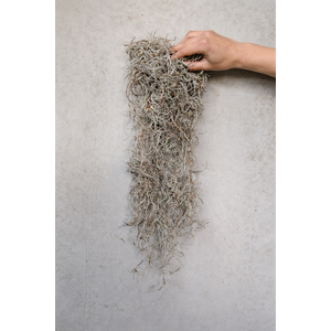 Tillandsia moss  | The Cheapest on the Market