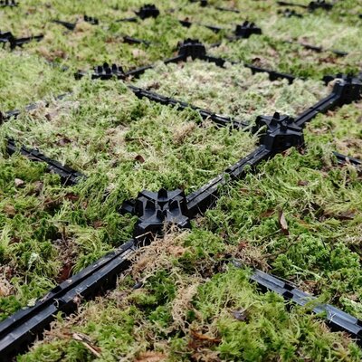 Sphagnum moss (peat moss) – natural, pure and versatile