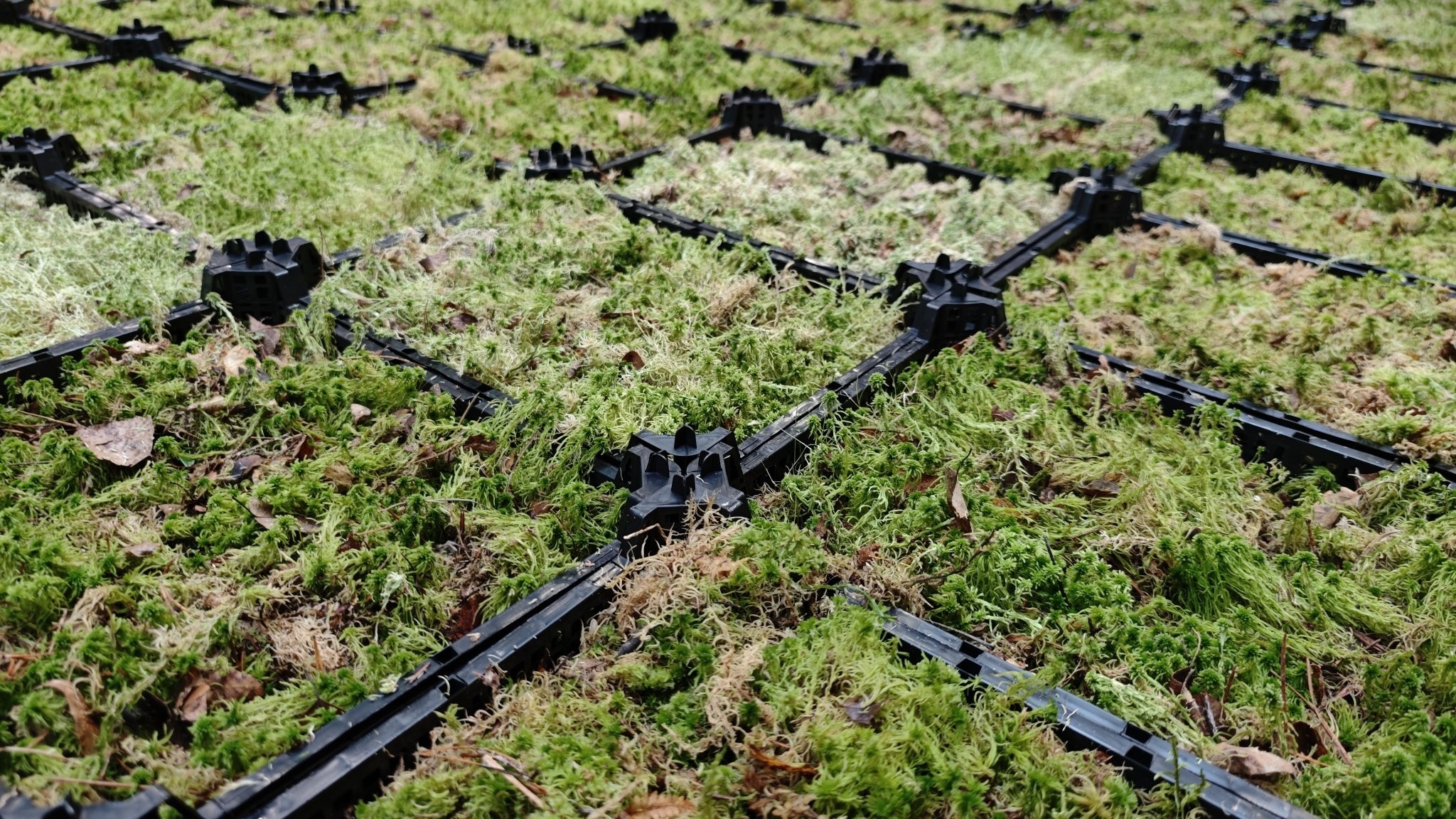 Sphagnum moss (peat moss) – natural, pure and versatile