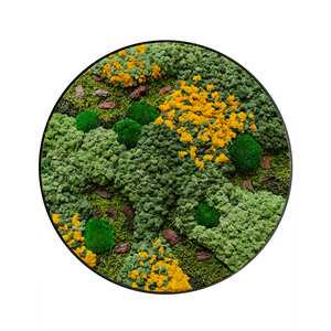 Moss circle style Gobi