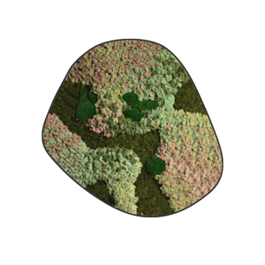 Mossdot cinco Thalia