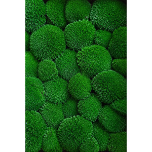 Moss sample ball moss