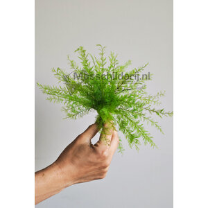Air Fern Preserved