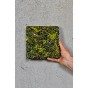 Sample moss wall ECO moss