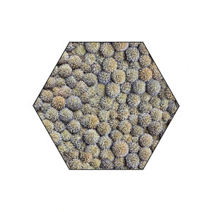 Echinops Hexagon including Frame
