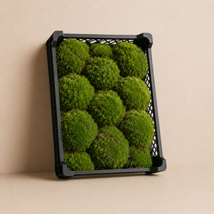 Fresh & Moist Ball Moss | Untreated | Natural Green