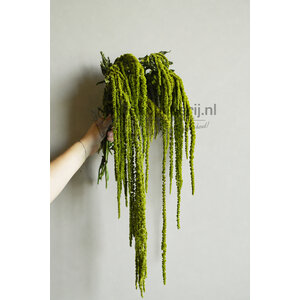 Amaranthus licht bladeren  geprepareerd