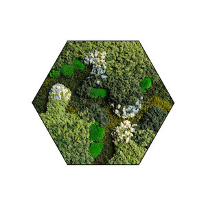 Moshexagon Polar