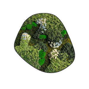 Mossdot cinco Polar