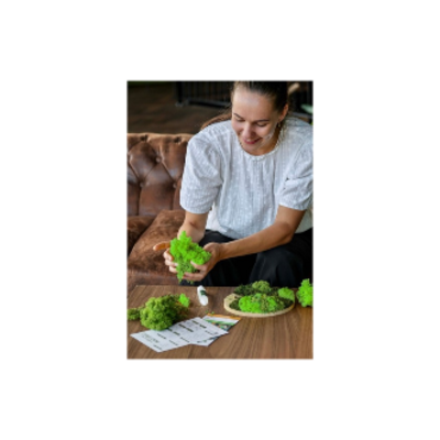 Behind the Scenes of the Moss Gift Box: From Idea to New Product