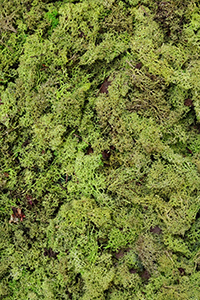 ECO Apricis