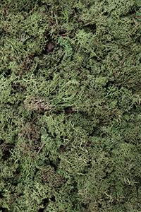 ECO Dimidium