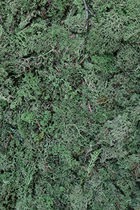 ECO  Forest