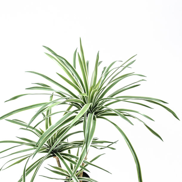 Kunst Dracaena Deremensis 85 cm bont