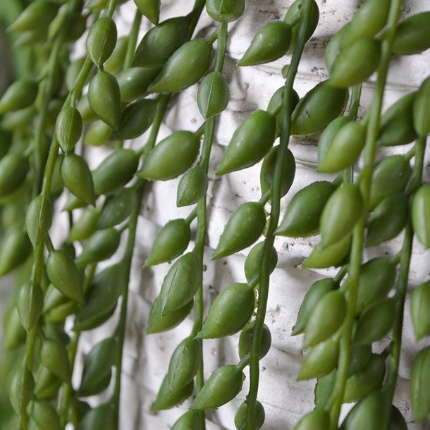 Senecio Pearl kunsthangplant 105 cm