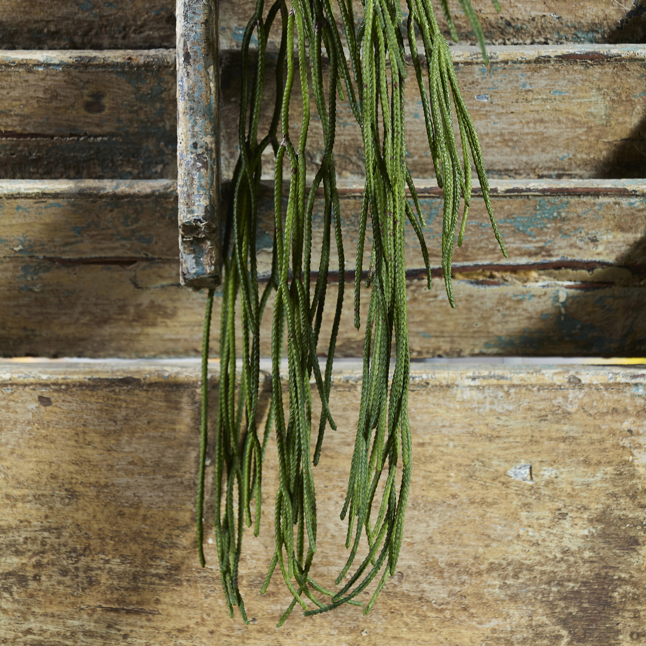 Rhipsalis Pilocarpa kunsthanger 65 cm