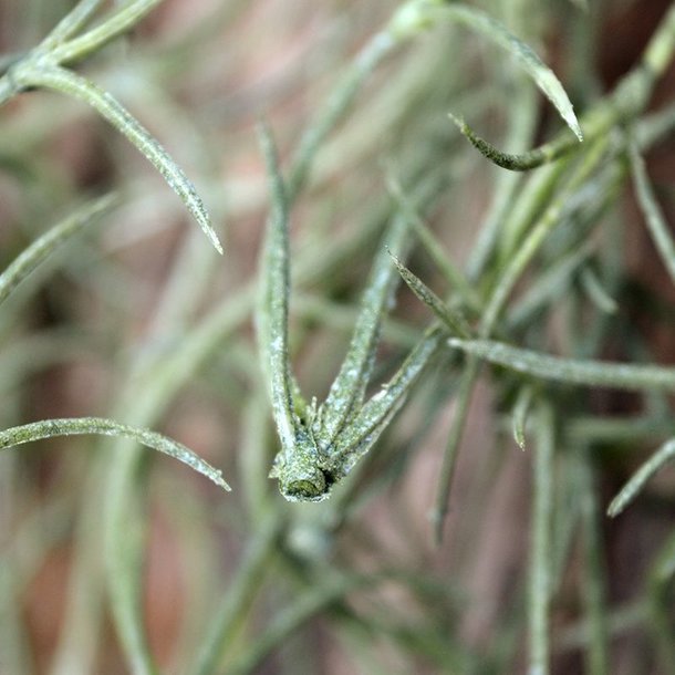 Tillandsia kunsthanger 75 cm