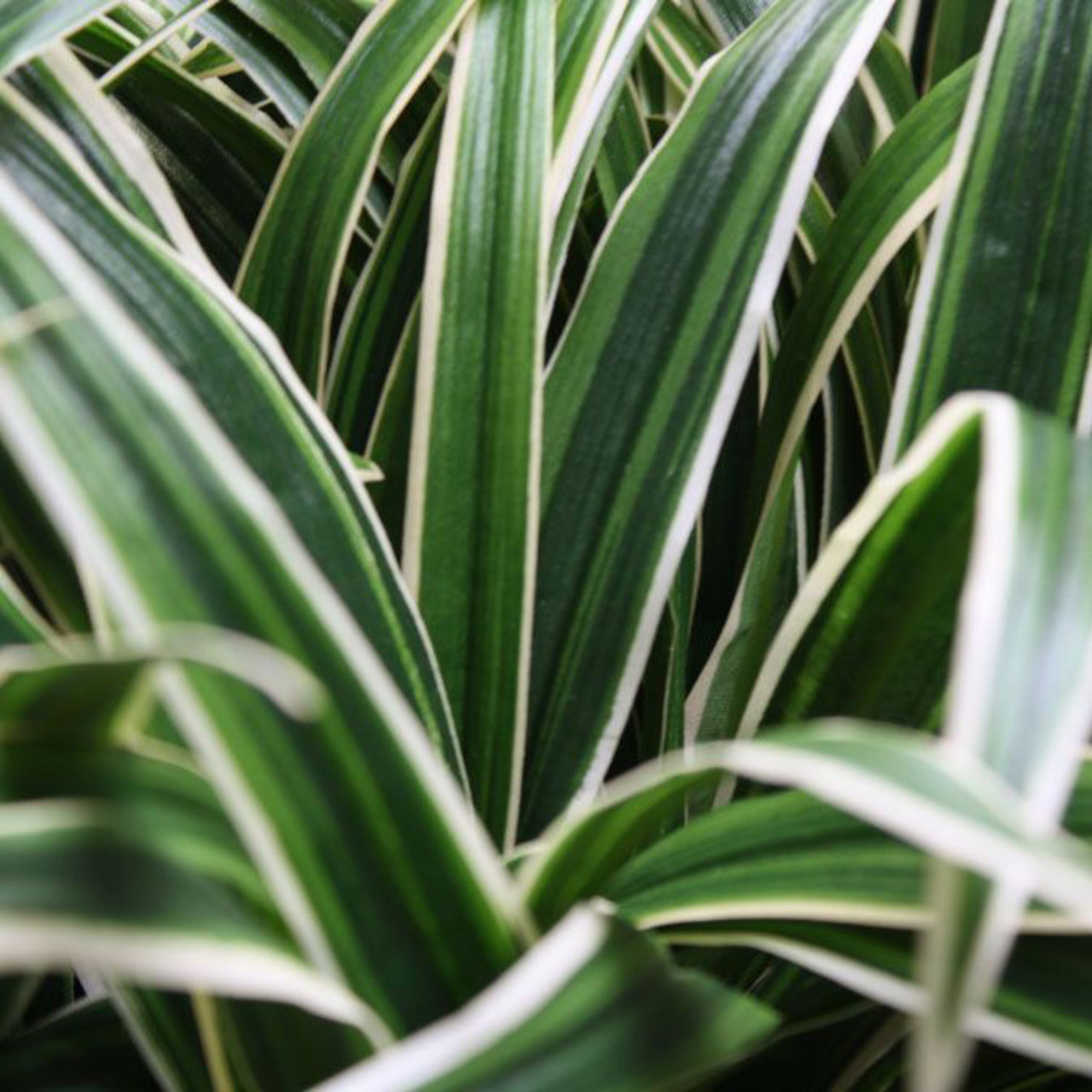 Artificial Chlorophytum 30 cm in 10 cm pot