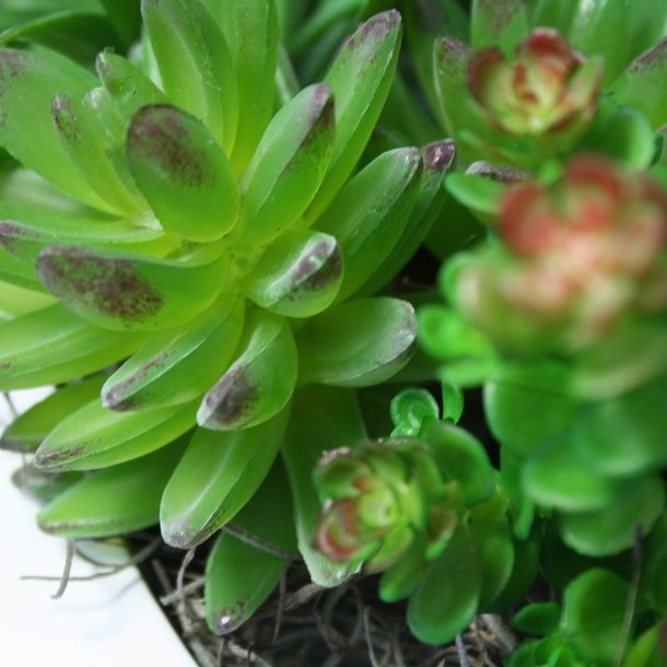 Echeveria Vetplant kunstboeket
